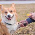 犬のトレーニングに…