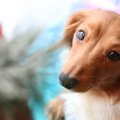犬が急に粗相をする…