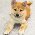 『こんな時って何を…