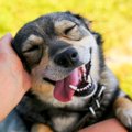 犬の『自由を奪って…