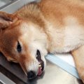 犬のてんかんの対処法！症状と原因、治療法や付き合い方まで