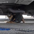 【犬の救助あるある…
