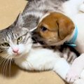 『中型犬サイズにな…