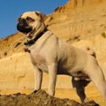 犬が『高いところ』…