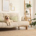 犬が『ソファの上に…