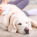 犬が喜ぶ飼い主との…