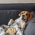 犬がリラックスでき…