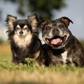 シニア犬が生き生き…