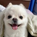 「もっふもふ♡なアル…