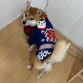さすが柴犬！祭りの…