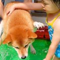 犬と2歳の女の子をプ…