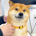 犬が『動物病院に注…