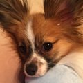 愛犬の立場になって…