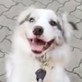 『肛門腺絞りに行こ…