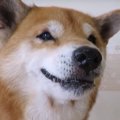 ほっこり、笑い、び…
