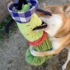子犬の噛み癖に困っ…