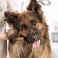 犬の避妊手術の流れ…