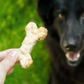 犬におやつは本当に…