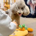 小さな男の子が『犬…