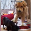 『取られるんかいっ…