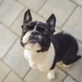 愛犬が急に飼い主を…