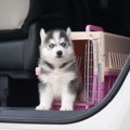 犬と一緒に『公共交…