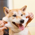 犬の『皮膚が伸びる…