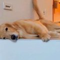 愛犬の出迎えが雑に…