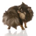 犬が『グルグル回る…