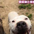 『強い犬』たちって…