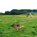 ドッグラン嫌いを克…