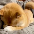 眠そうにしている犬…