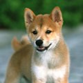 豆柴はみんなから愛…