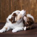 SNS広告に要注意！犬…