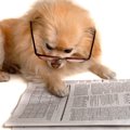 【2017年版】犬に関…