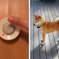 反抗期の犬に『呼び…