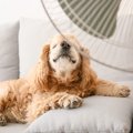 犬の『夏のお留守番…