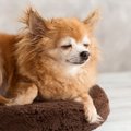 犬の13歳は人間に換…