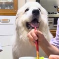 おばあちゃんがご飯…