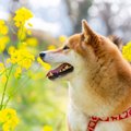 犬に絶対NGな『春の…