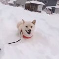 尊いが過ぎる…！雪の…