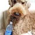 愛犬にポカリをあげ…