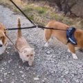 大人気コギ兄妹のわ…