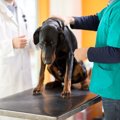 犬の首にしこりがあ…