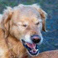 犬も花粉症になるの…