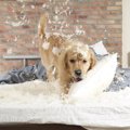 どうしたの？！犬が…