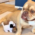 新たに子犬を飼うた…