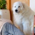 おじいちゃんを起こ…