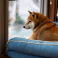 愛犬が「孤独で寂し…