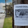 犬が迷子になってし…